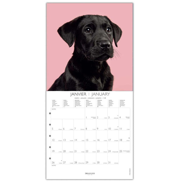 calendario grande de pared 2026 con perros