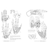 Anatomía artística 5: Articulaciones y funciones musculares (3)