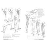 Anatomía artística 5: Articulaciones y funciones musculares (4)