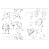 Anatomía artística 9, Mamíferos: morfología comparada (1)