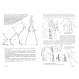 Anatomía artística 9, Mamíferos: morfología comparada (2)