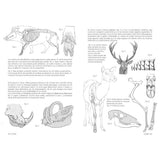 Anatomía artística 9, Mamíferos: morfología comparada (3)