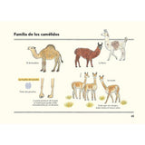 Cómo son los animales y cómo dibujarlos (4)