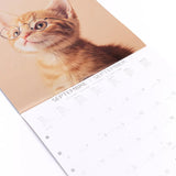 Calendario 2027 Grande Gatos Draeger