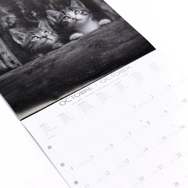 Calendario 2027 Grande Gatos Blanco & Negro Draeger