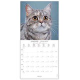 calendario 2026 de gatos tamaño grande