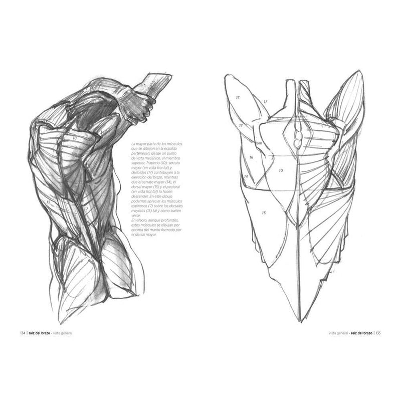 Anatomía artística (3)