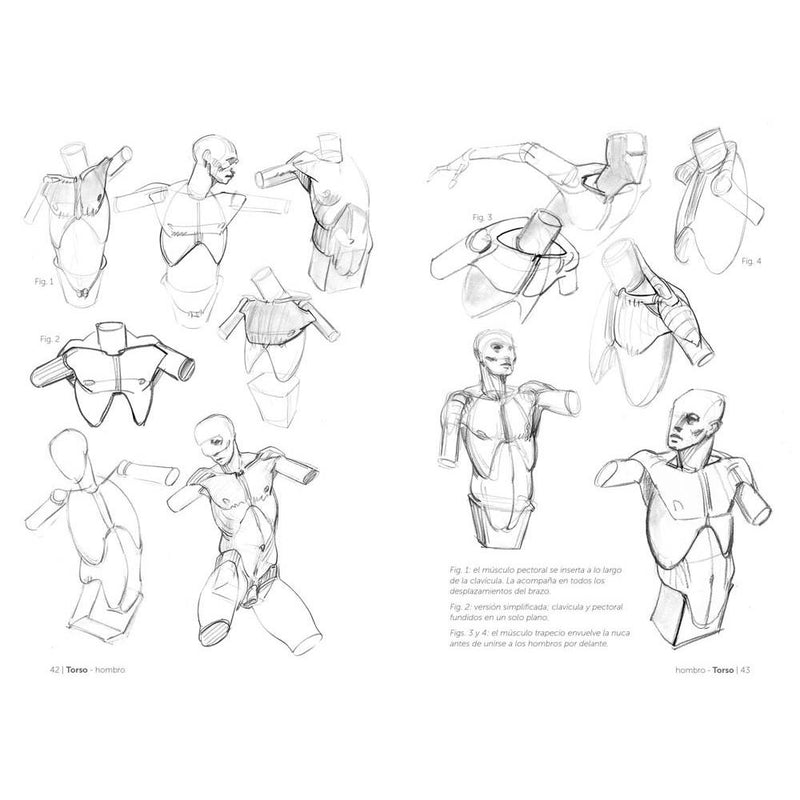 Anatomía artística 2: Cómo dibujar el cuerpo humano de forma esquemática (2)