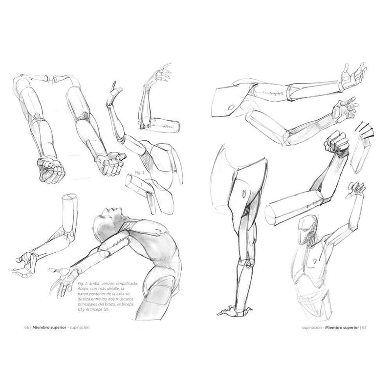 Anatomía artística 2: Cómo dibujar el cuerpo humano de forma esquemática (4)