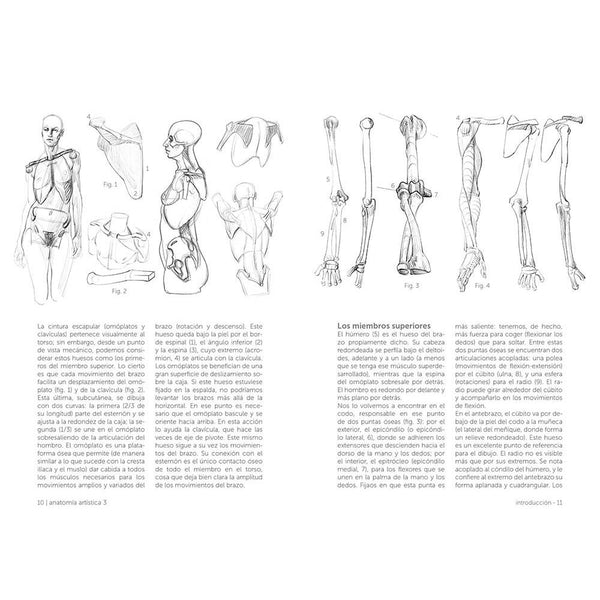 Anatomía artística 3: El esqueleto (1)