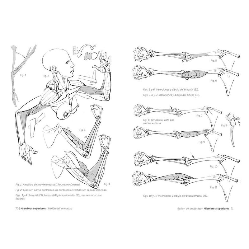 Anatomía artística 5: Articulaciones y funciones musculares (2)