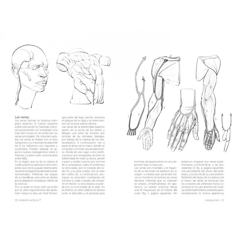 Anatomía artística 7: Cuerpos musculados (2)