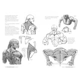 Anatomía artística 7: Cuerpos musculados (3)