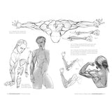 Anatomía artística 7: Cuerpos musculados (4)