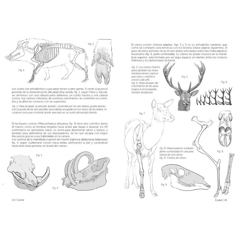 Anatomía artística 9, Mamíferos: morfología comparada (3)
