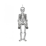 ESQUELETO 120CM