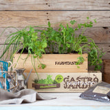 cuida tu huerto en casa hierbas mediterráneas