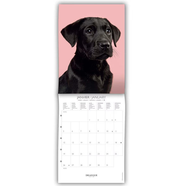 calendario de pared perros draeger 2026