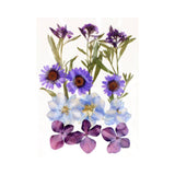 Set 12 Flores Prensadas Púrpura (1)
