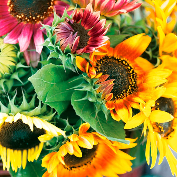 Servilletas de Papel 'Sunflower Bouquet' 33x33cm Nouveau